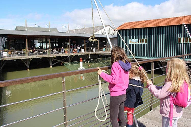 Oyster Opening Demonstrations