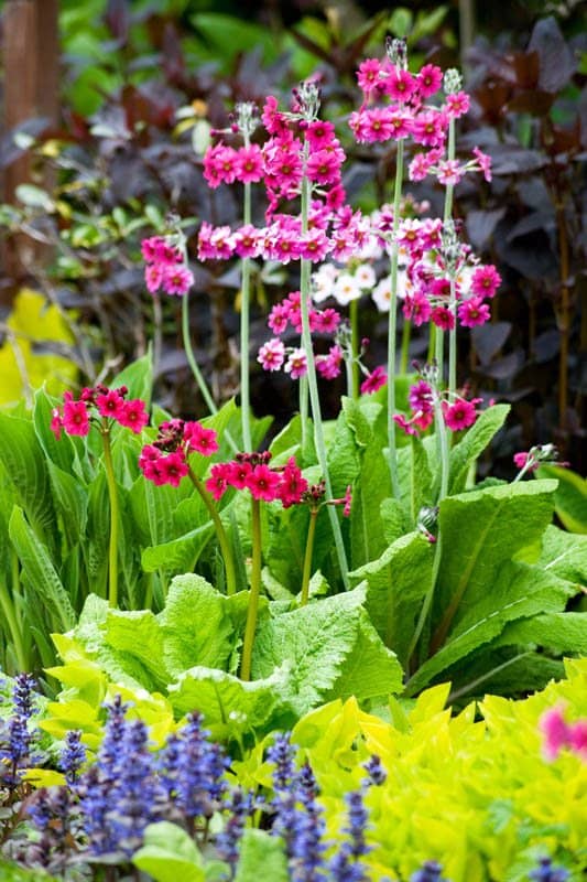 Victorian Glasshouse