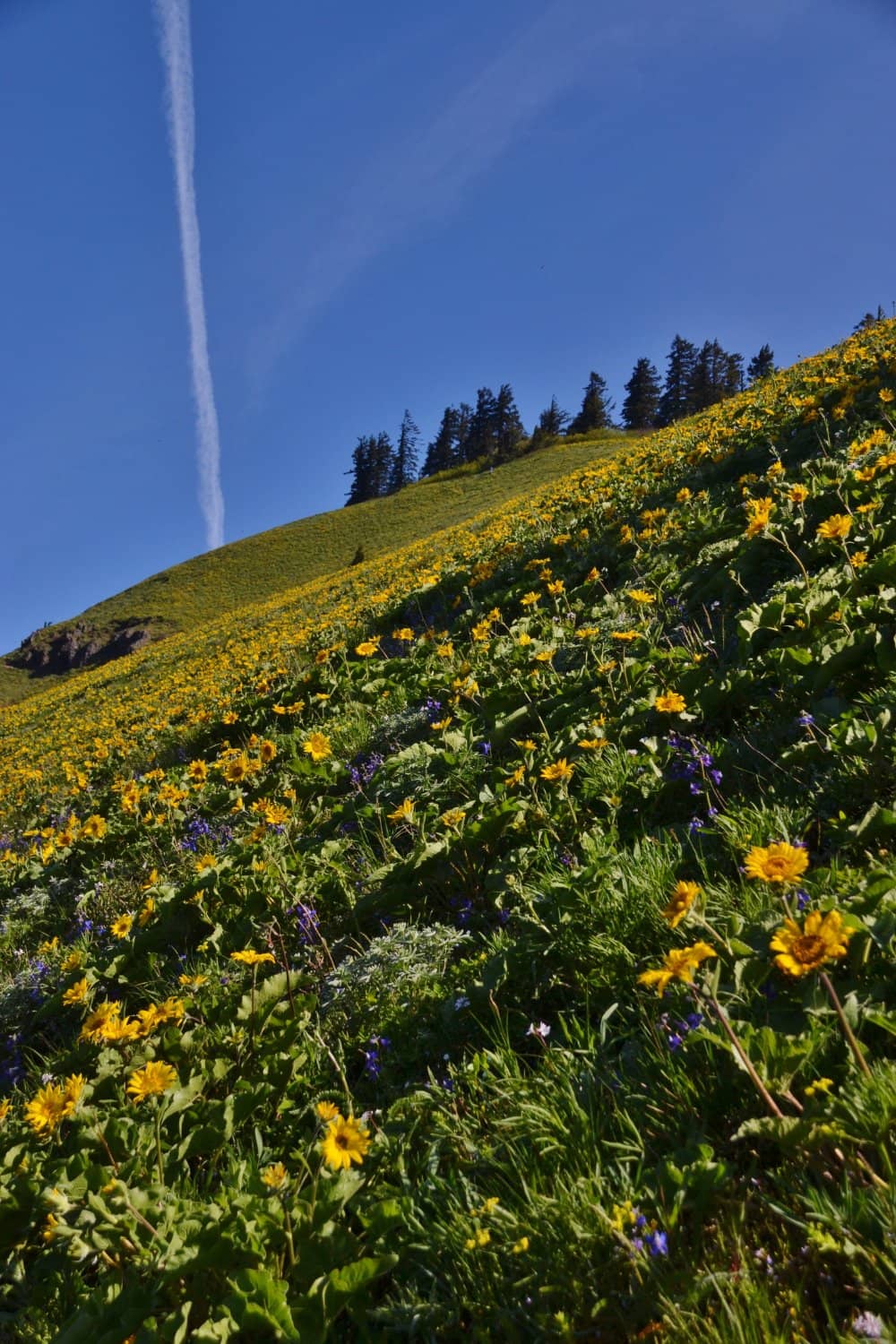 Challenging Trail Options