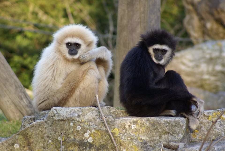 Kangaroo Contact Area