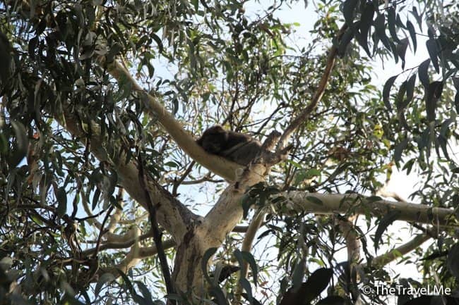 Birdwatching Paradise