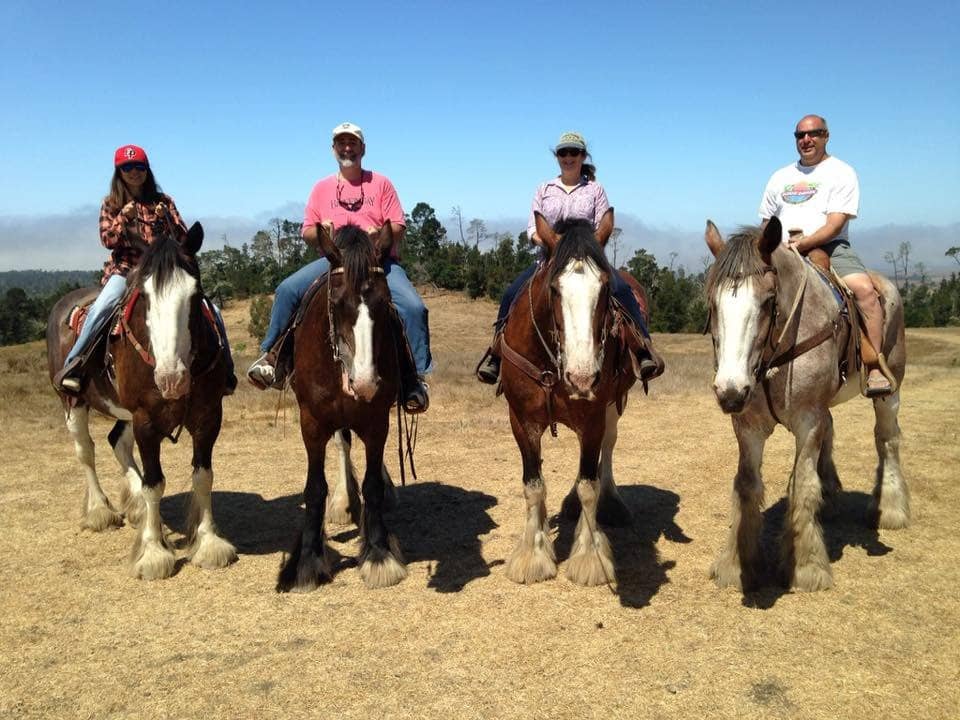 Majestic Clydesdale Horses