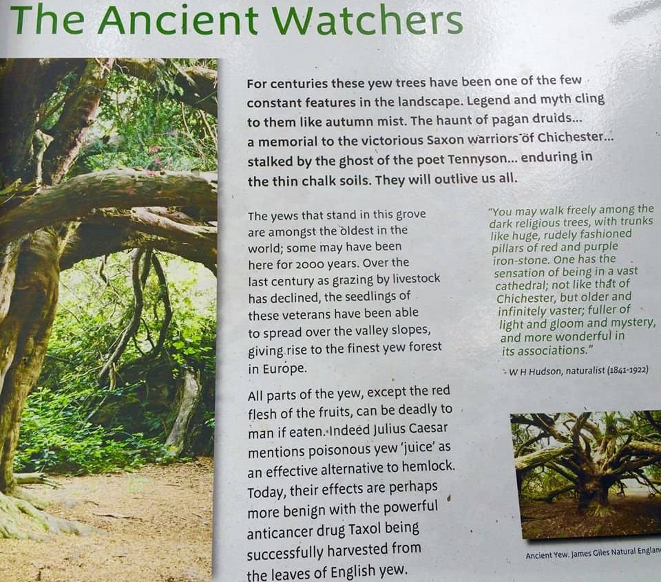 Ancient Yew Forest
