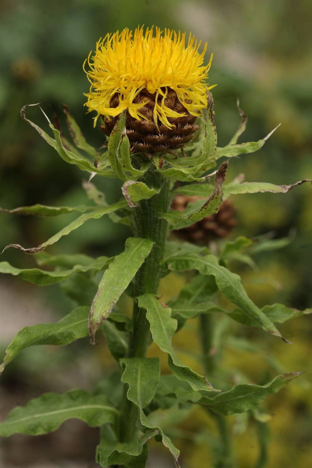 Diverse Alpine Flora