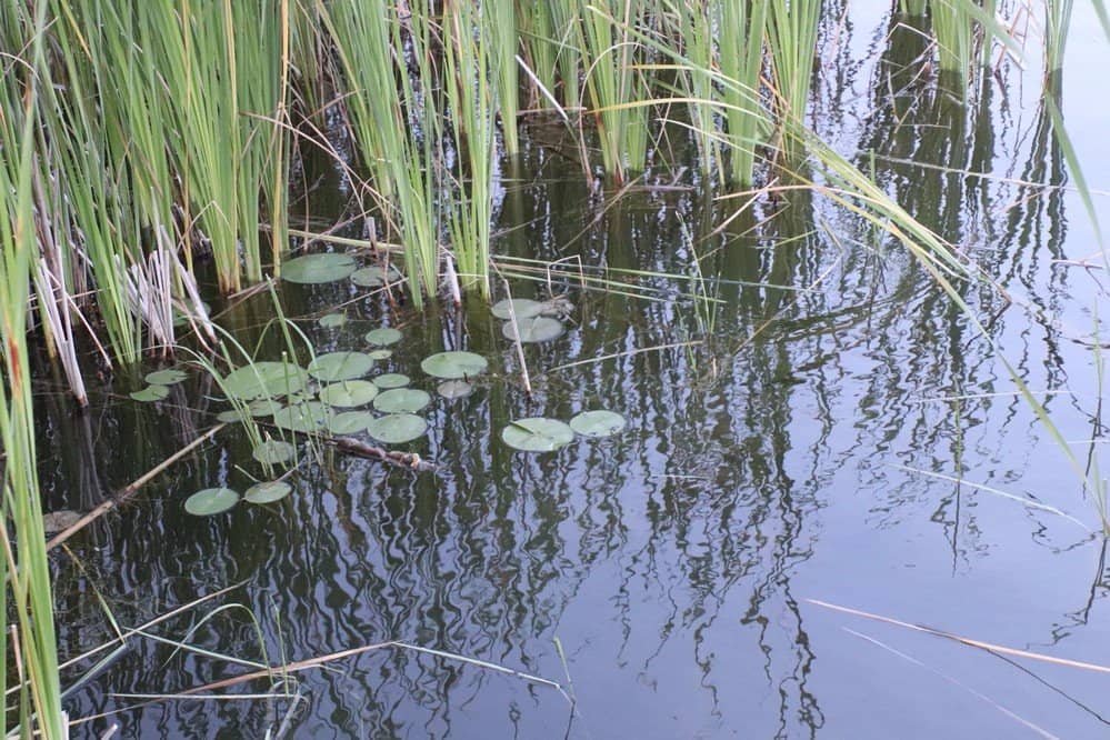 Pine and Cedar Trails