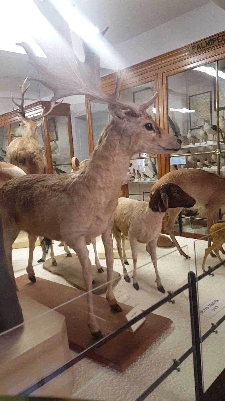 Curiosities and Fossils