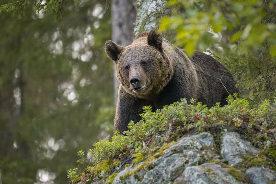 Tram Ride to the Entrance