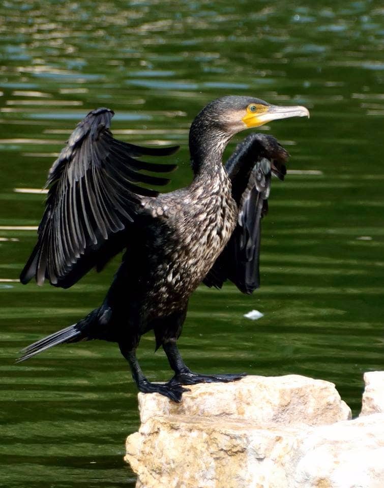 Impressive Hippopotamus