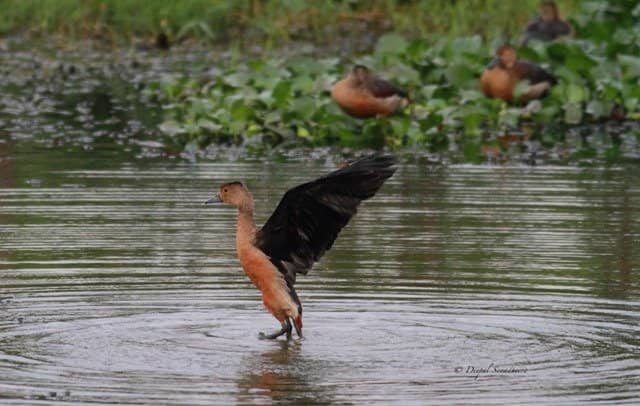 Birdwatcher's Paradise