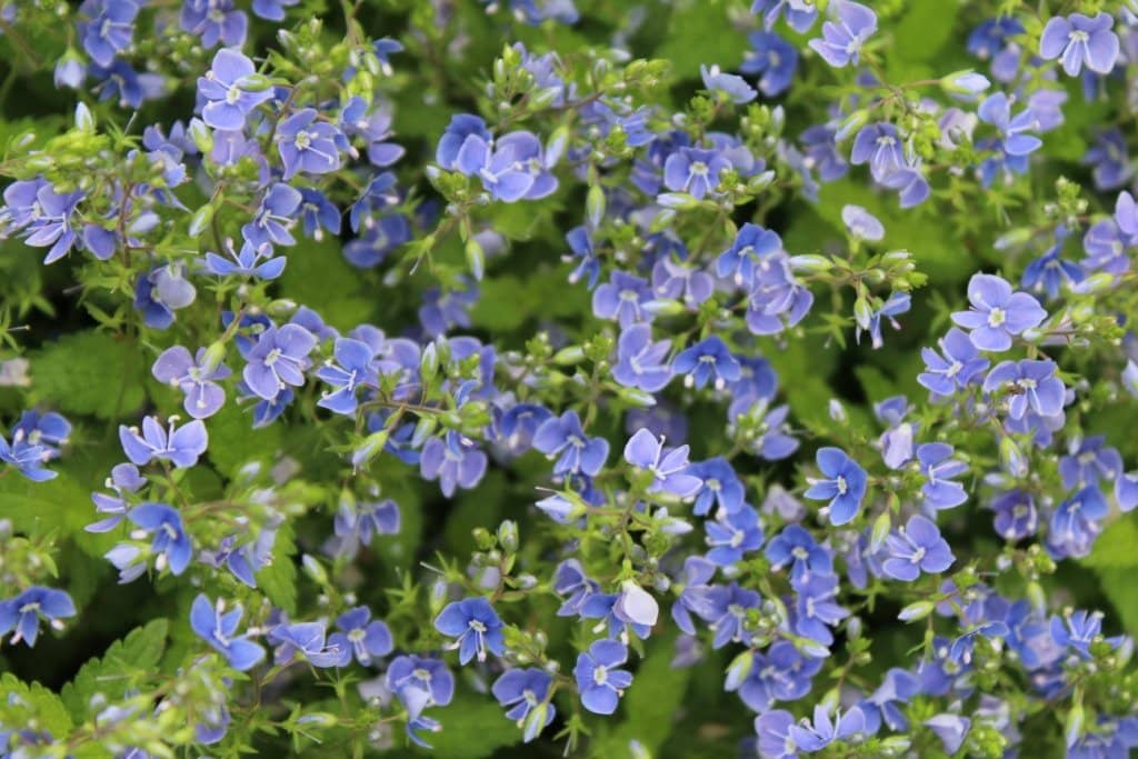 Oasis on the Way to Trieste