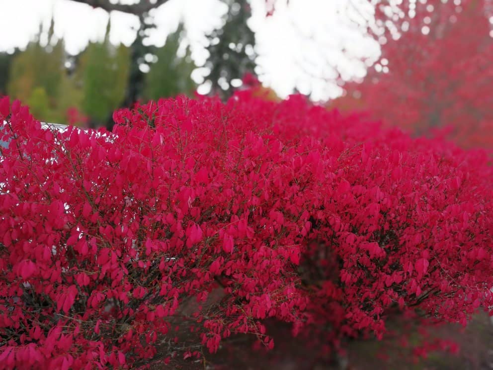 Public Art Installation: River