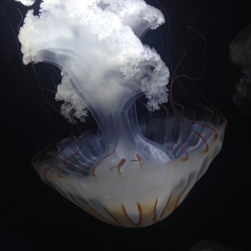 Mermaid and Triton Shows