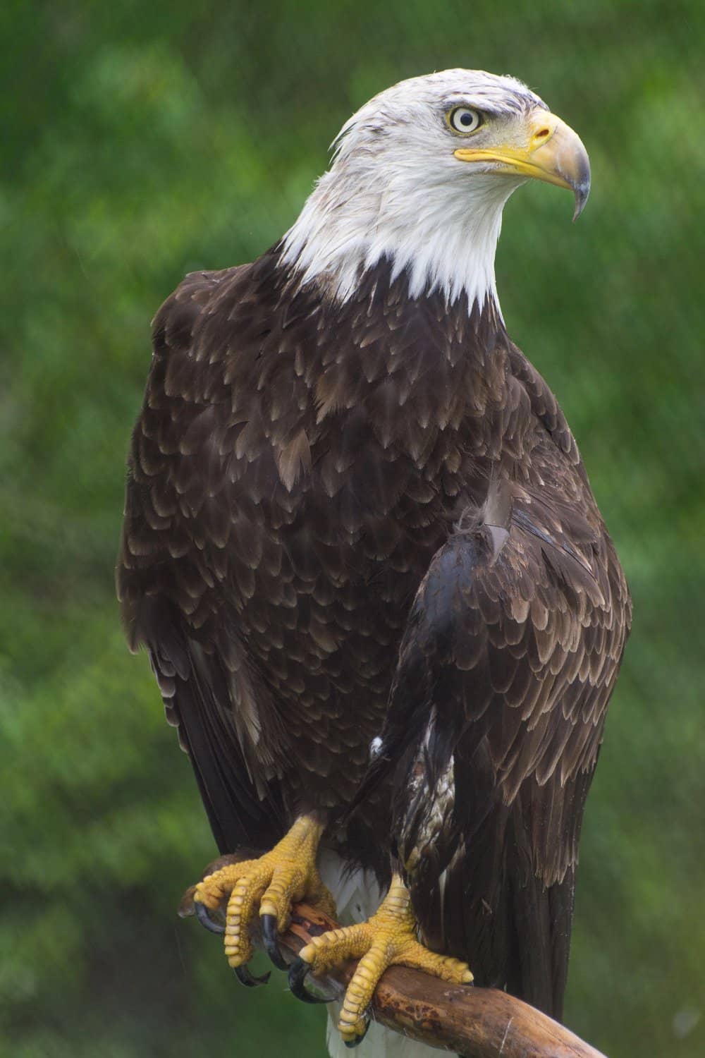Elk and Moose Encounters