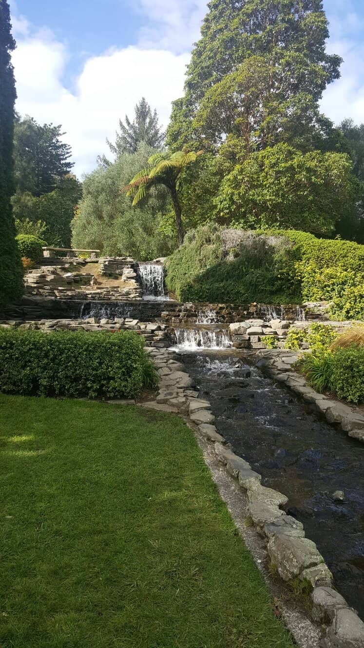 Daffodils Memory Meadow