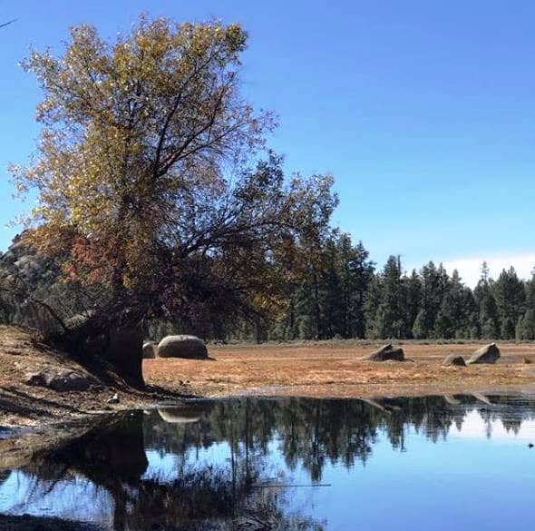 Pine Forests & Granite Formations