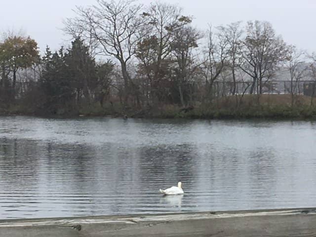 Waterfowl Wonderland