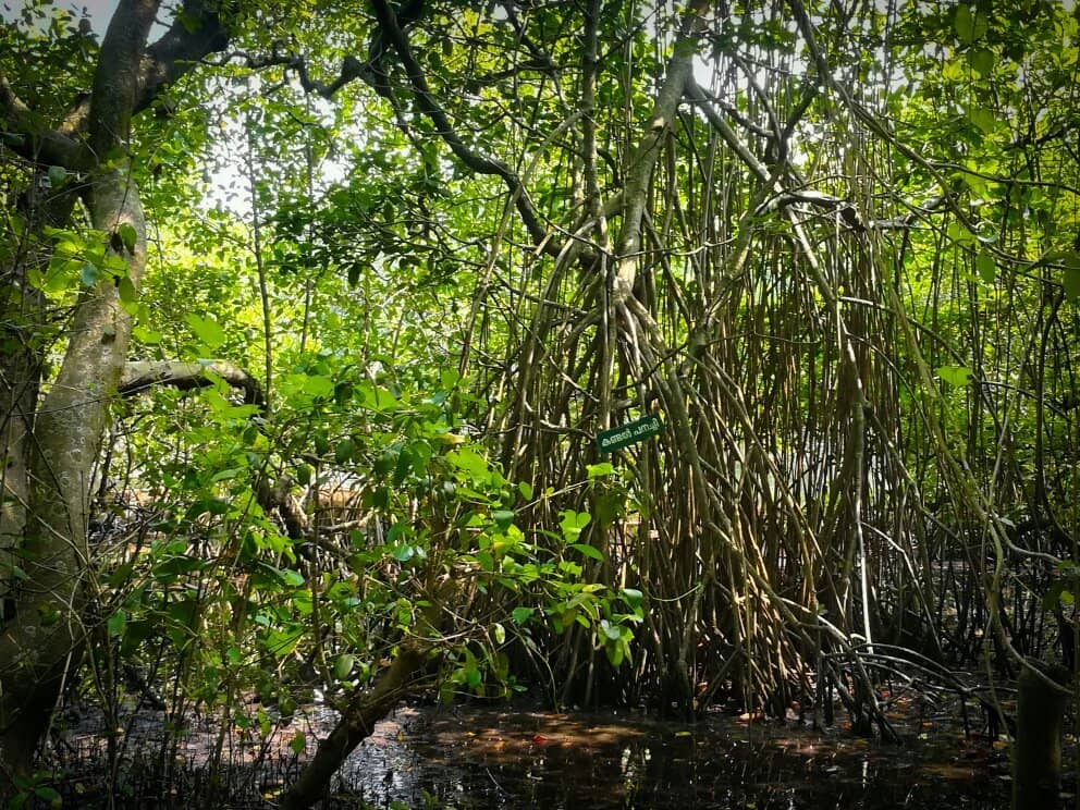 Mangrove Ecosystem