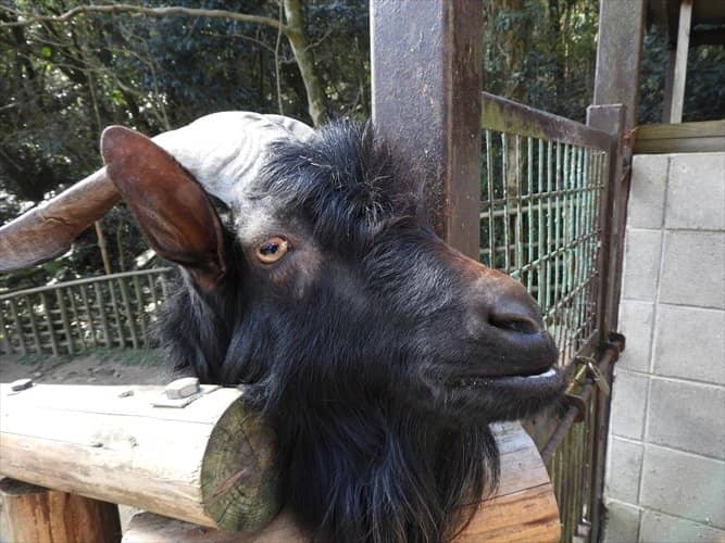 Lion's Roar (and Rest)