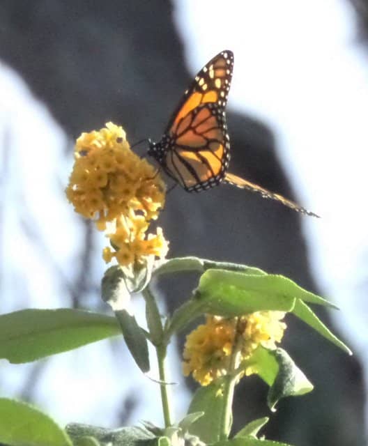 Eucalyptus and Pine Groves