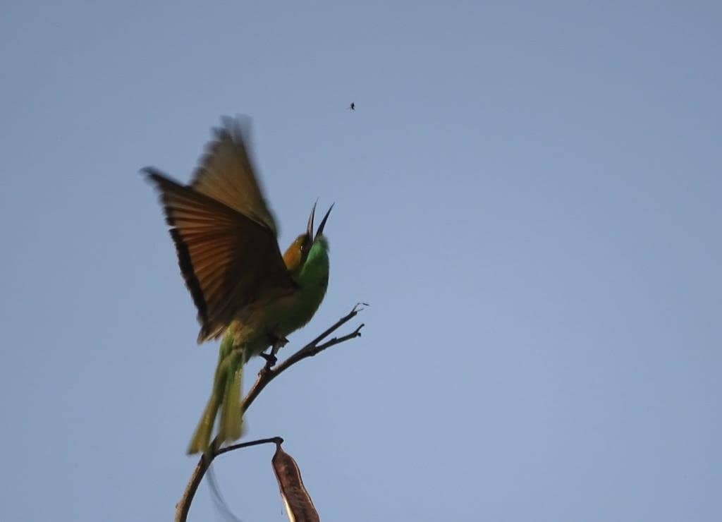 Sunrise/Sunset Spectacle