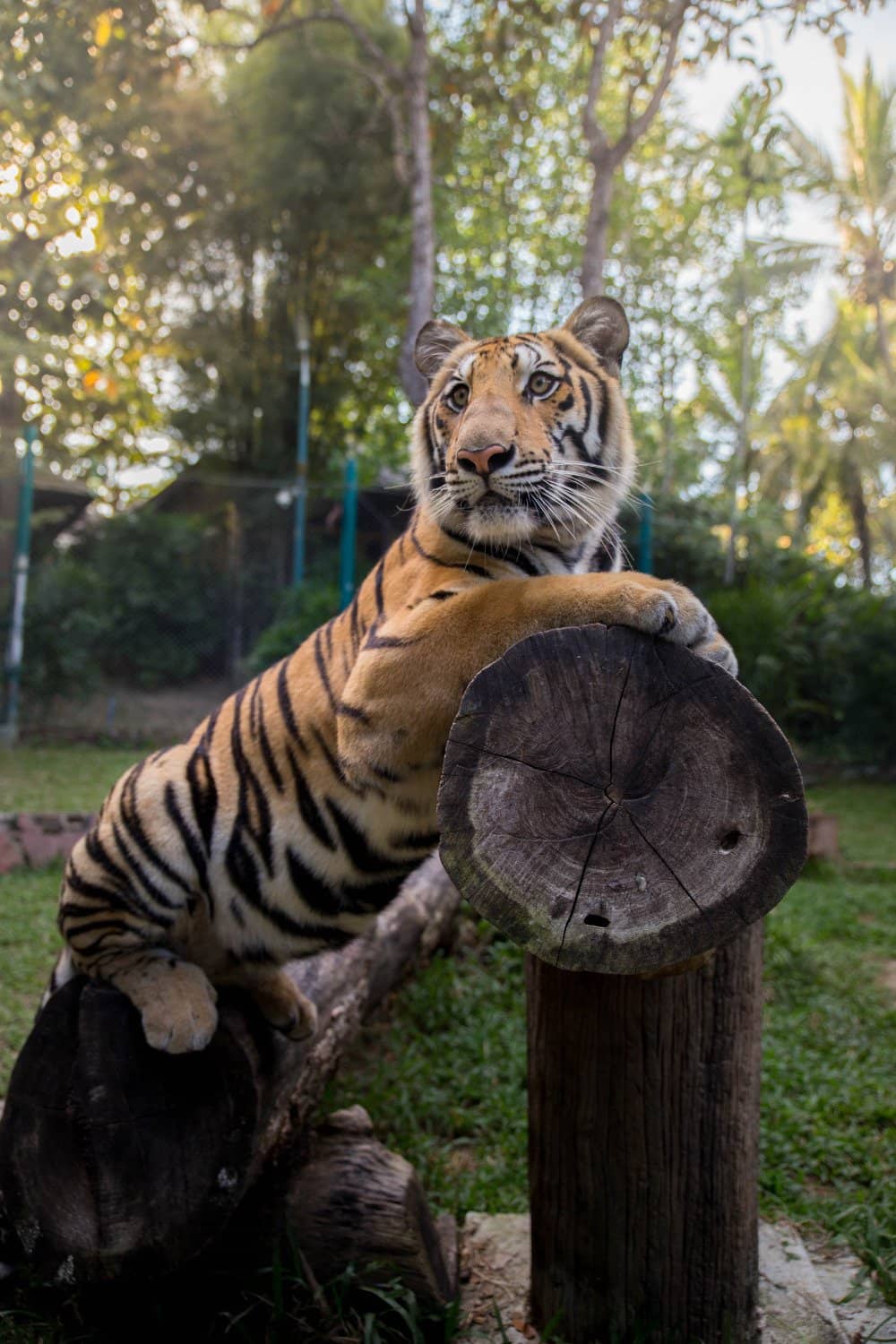 Interact with Tiger Cubs