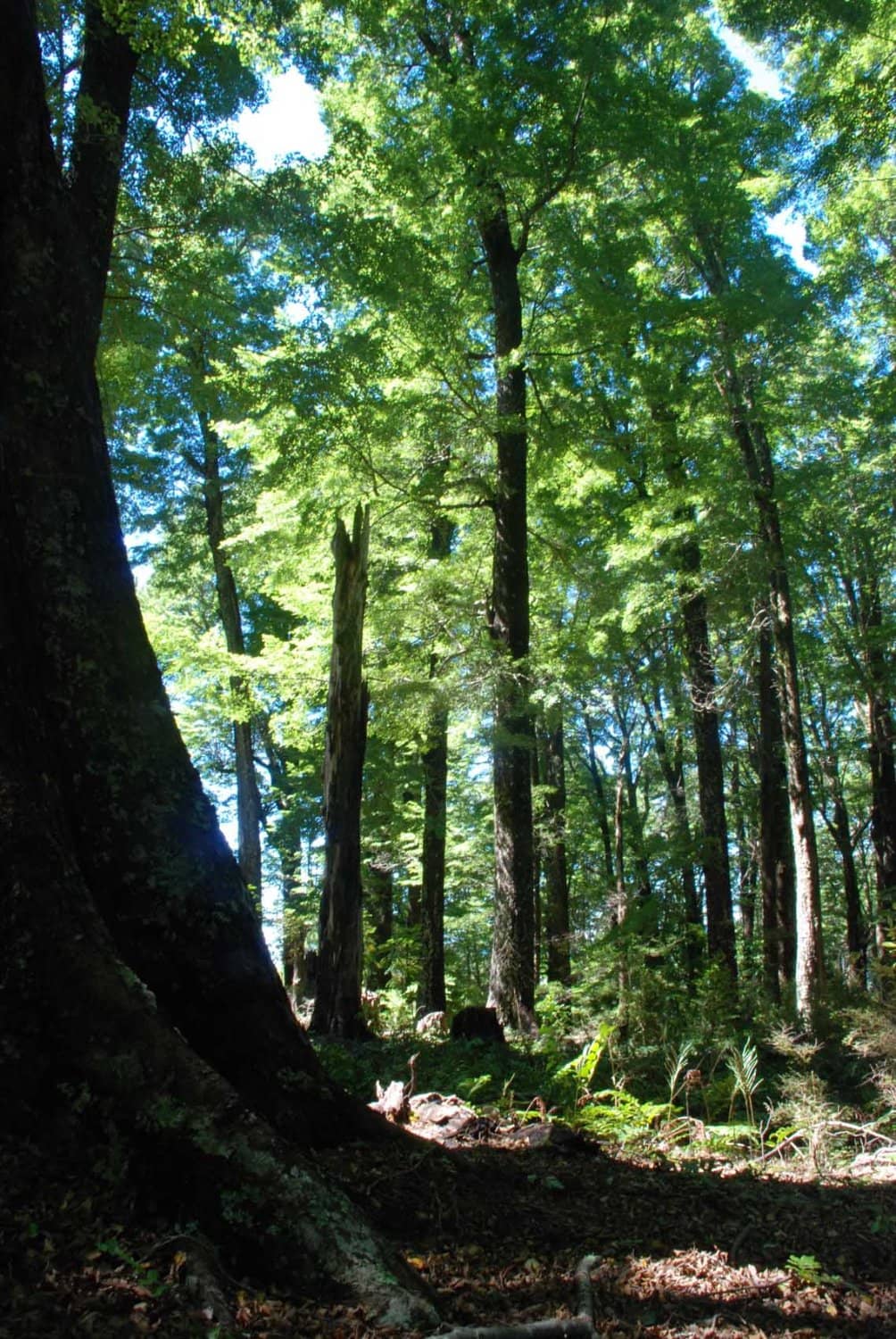 Penguin & Kayak Tours