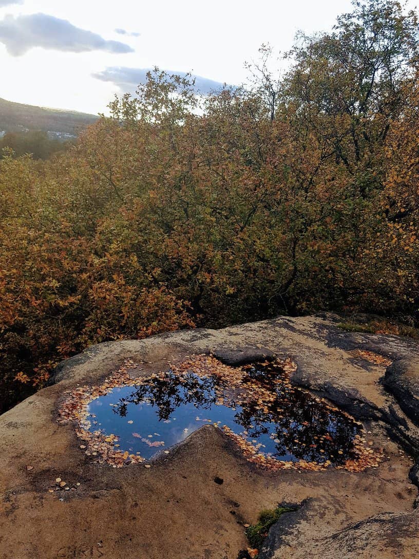 Heather and Wildflowers