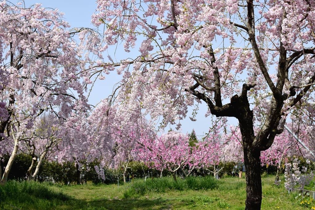 Fresh Produce Market