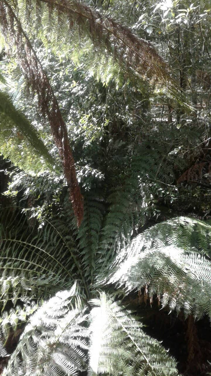 Lush Rainforest Canopy