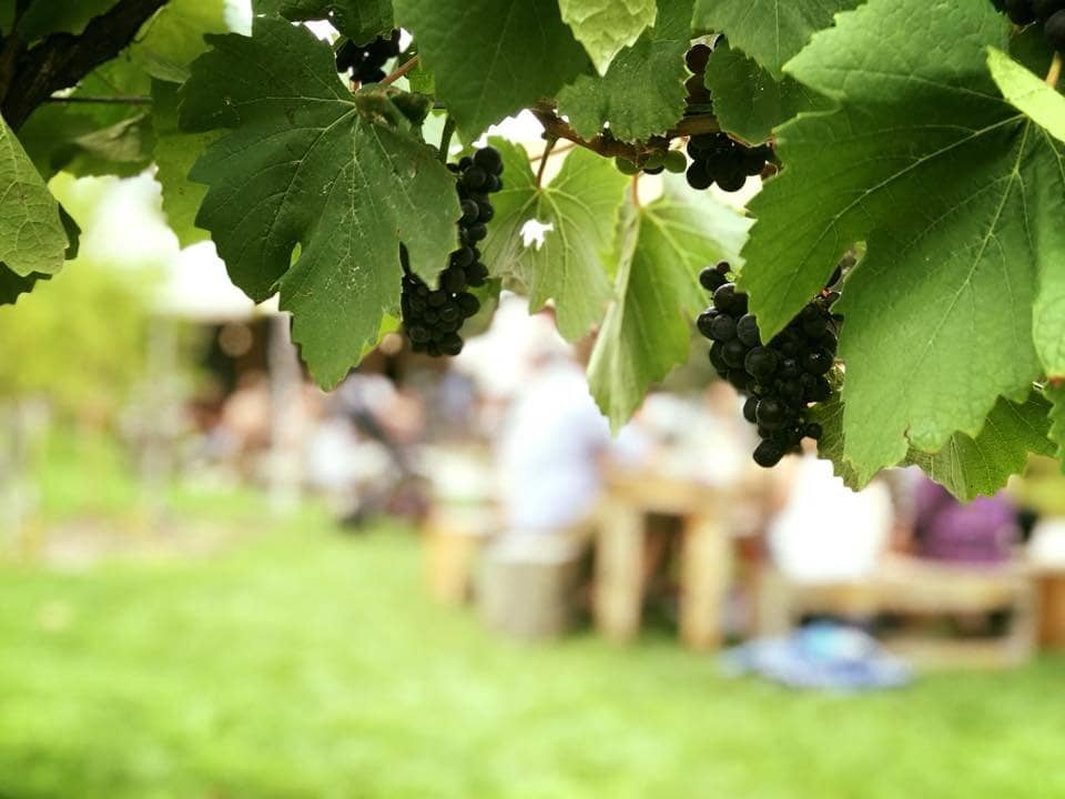 Live Music & Vineyard Views