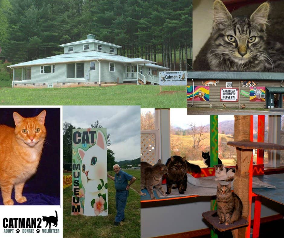 Vast Cat Exhibits