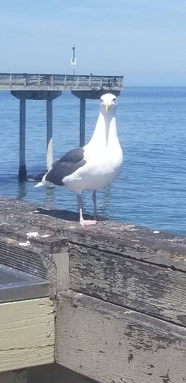 Ocean Beach Farmers Market & Drum Circle