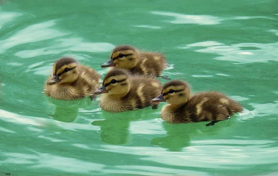 Woodland Trail Exploration