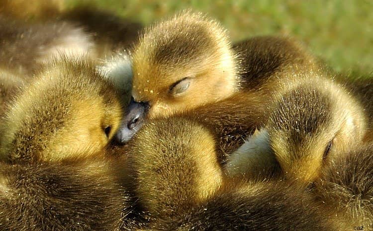 Woodland and Grassland Walks