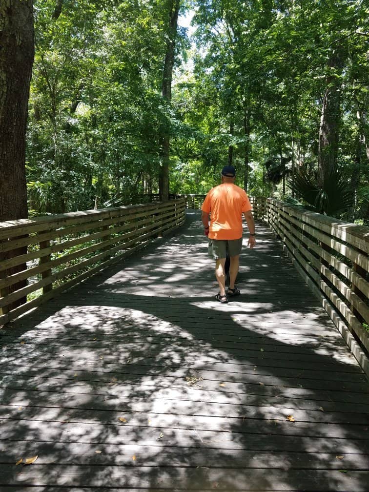 Shaded Loblolly Pines