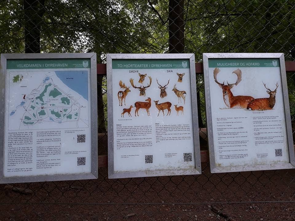 Ancient Forest Ambiance