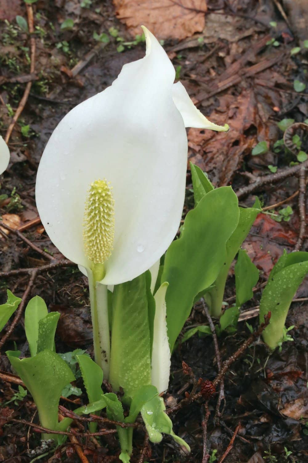 Zazen Grass & Kikuzaki Ichika