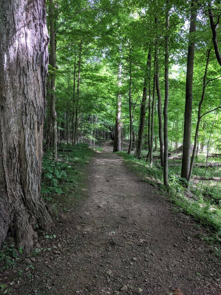 Old Mill Trail