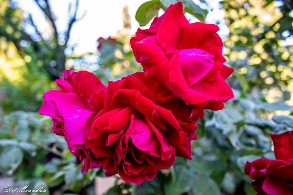 The Arboretum's Tree Collection