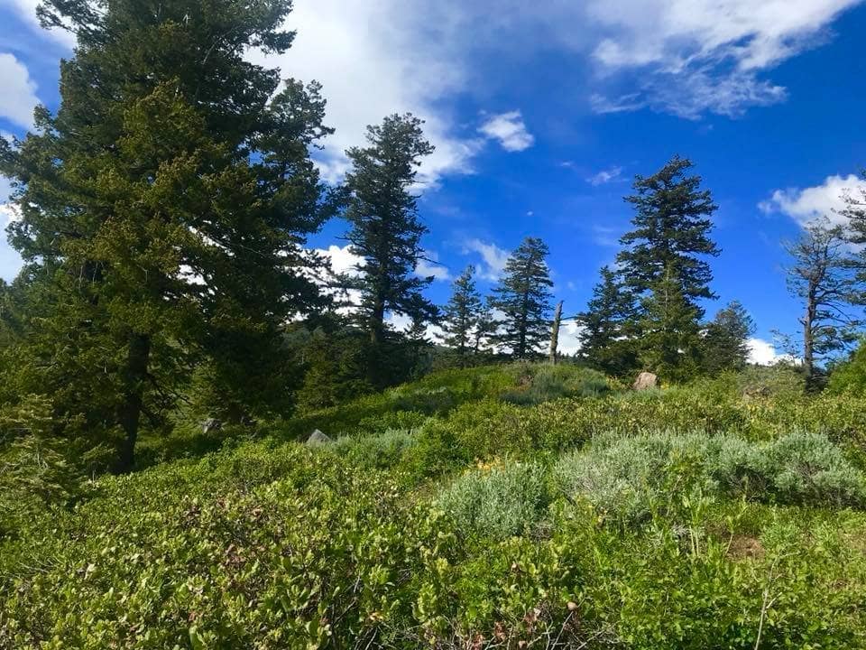 Serene Buddhist Temple