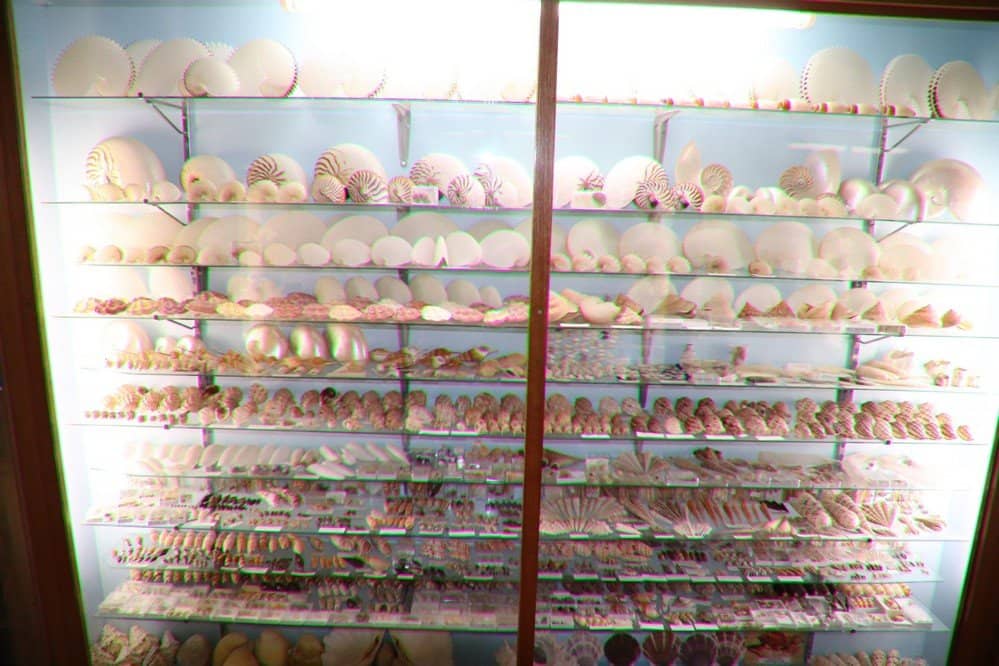 Marine Life Displays