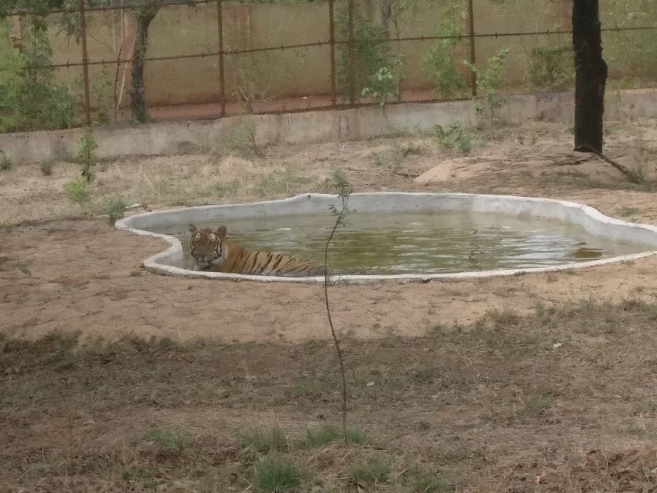 Diverse Wildlife Viewing