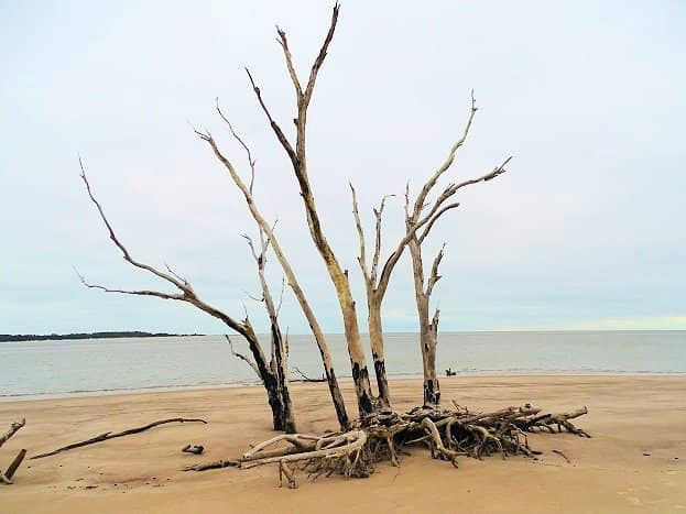 Driftwood Sculptures