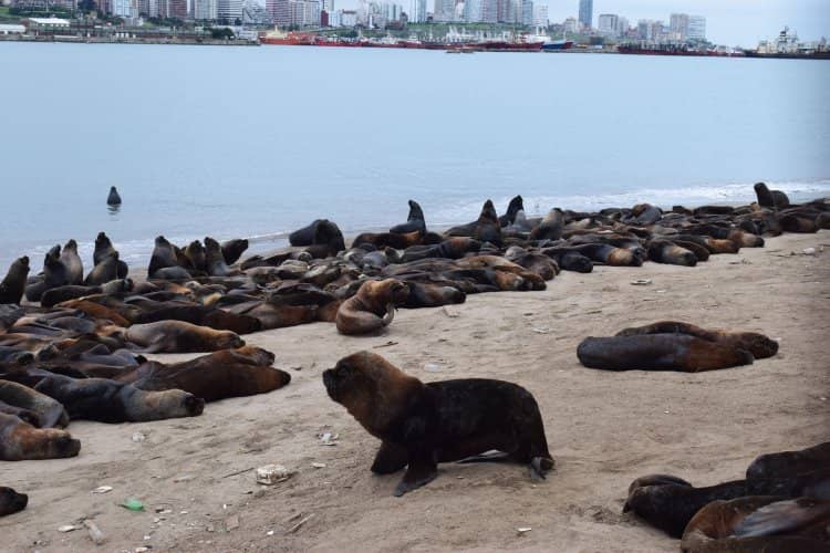 The Iconic Sea Lion Statues