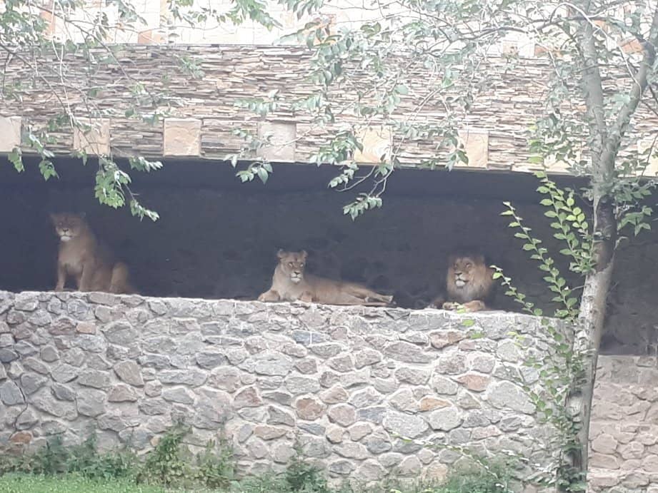 Diverse Reptile Collection