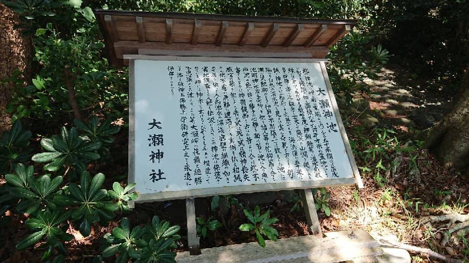 Ancient Juniper Forest