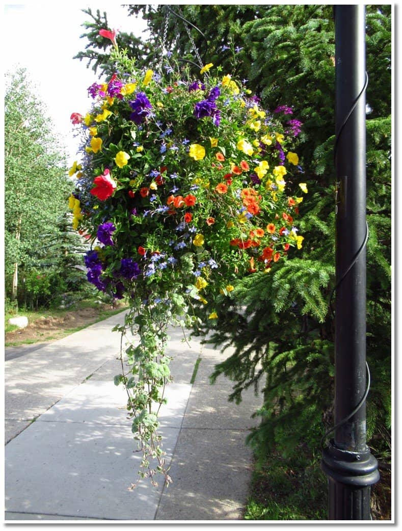 Enchanting Holiday Lights