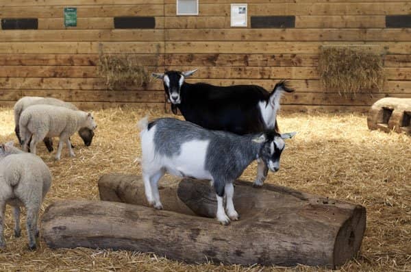 Animal Feeding & Handling