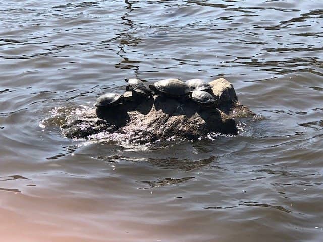 Prehistoric Playground