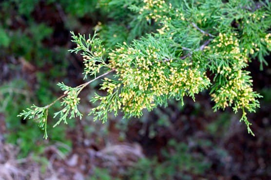 Spring Wildflower Blooms